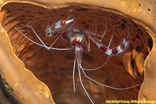 banded coral shrimp